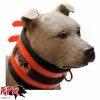RPR Ridge Cut Collar Pet Accessories